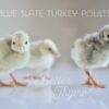 Blue Slate Turkey Poults