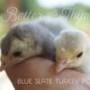 Blue Slate Turkey Poults