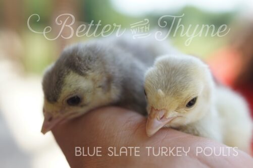 Blue Slate Turkey Poults