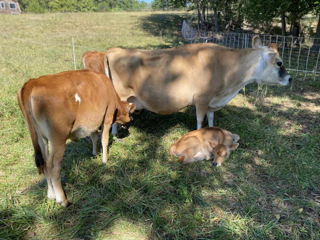 Mini Jersey Cow MMF Mulberry-PP with calves