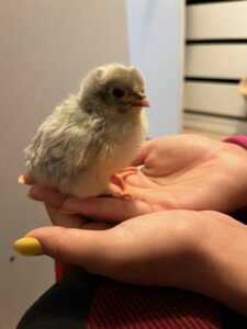 Customer Photo Lavender Orpington Chick