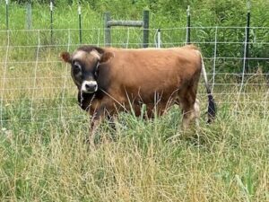 Mini Jersey Bull NW Pioneer-P, 10.5 months old