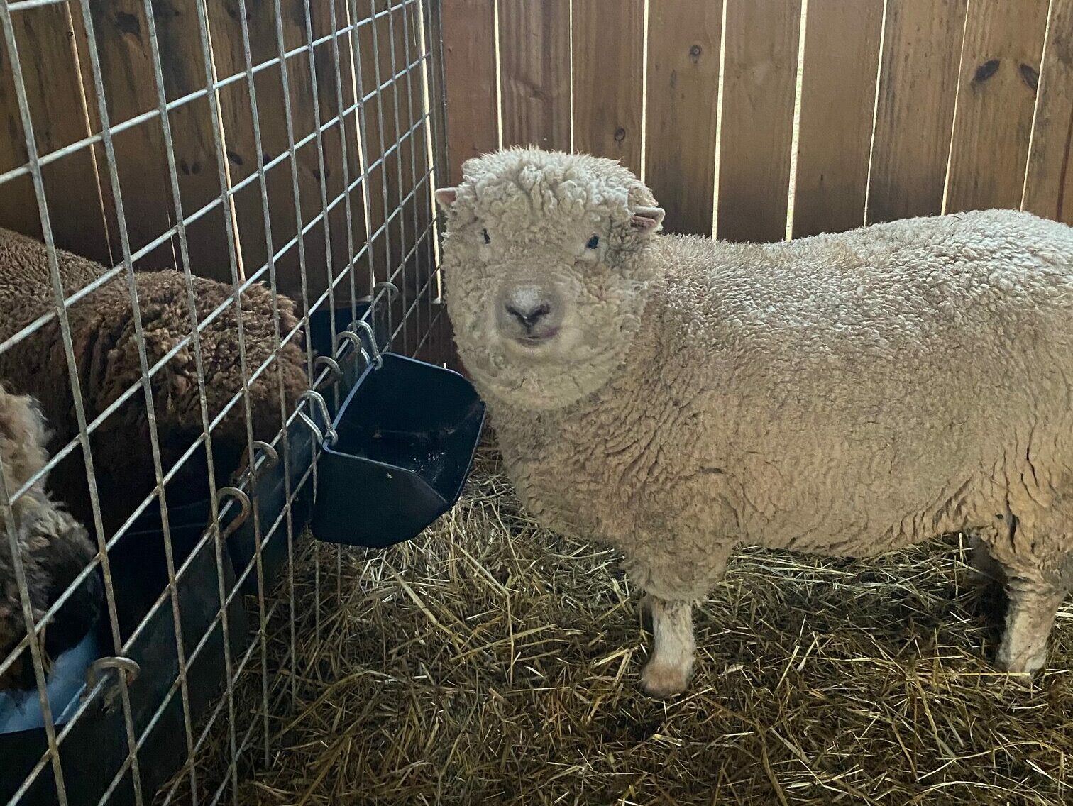 Dam of Babydoll Ram "Burdock"