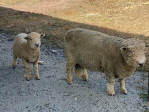Babydoll Ram Burdock with his sire