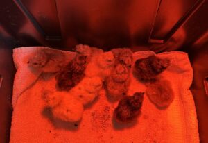 Silkie chicks from hatching eggs Brant review