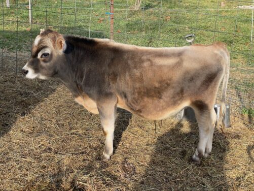 Mini Jersey Bull Calf DT Desert Rain, 8 months old