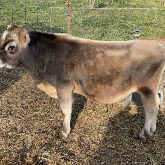 Mini Jersey Bull Calf DT Desert Rain, 8 months old