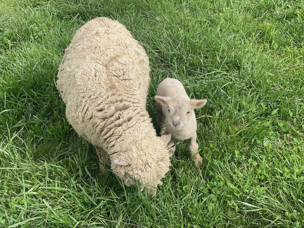 Babydoll Ram "Dandelion" 2 weeks old with Dam