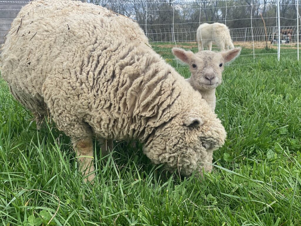 Babydoll Ram "Dandelion" 2 weeks old with Dam