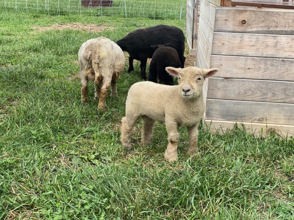 Babydoll Ram "Dandelion" 5 weeks old