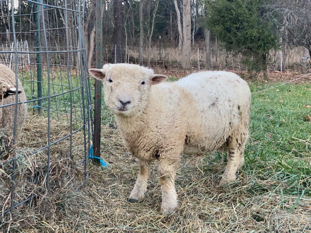 Babydoll Ram "Dandelion" 7 months old