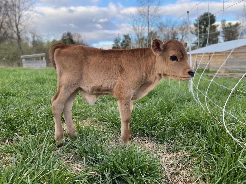 A2A2 Mini Jersey Bull BWT Gemini-P
