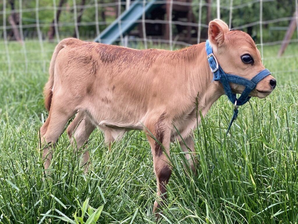 Mini Jersey Bull BWT Polaris-P