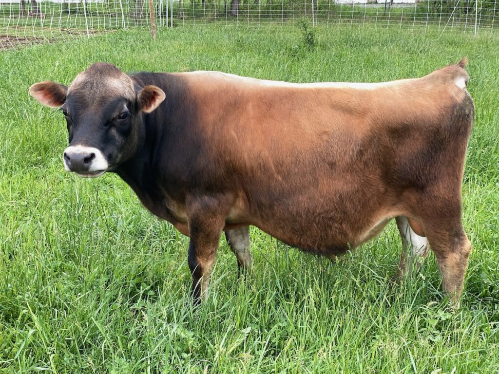 Mini Jersey Bull NW Pioneer-P