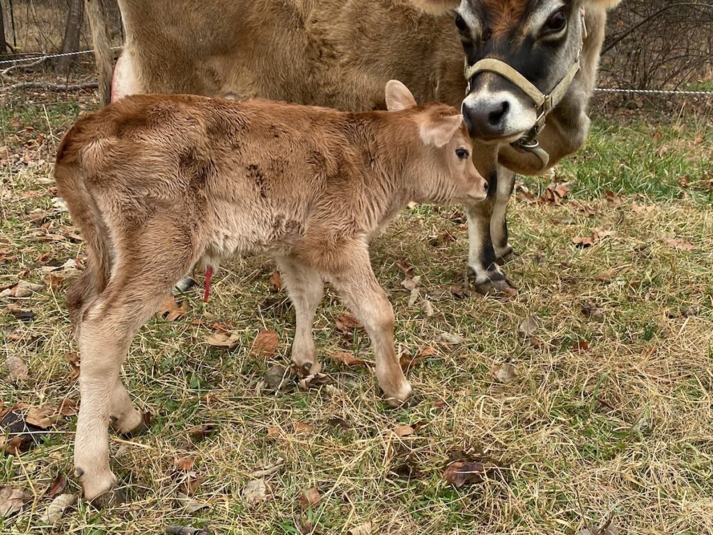 A2A2 Midsize Jersey Bull BWT Orion-PP, birthday photo